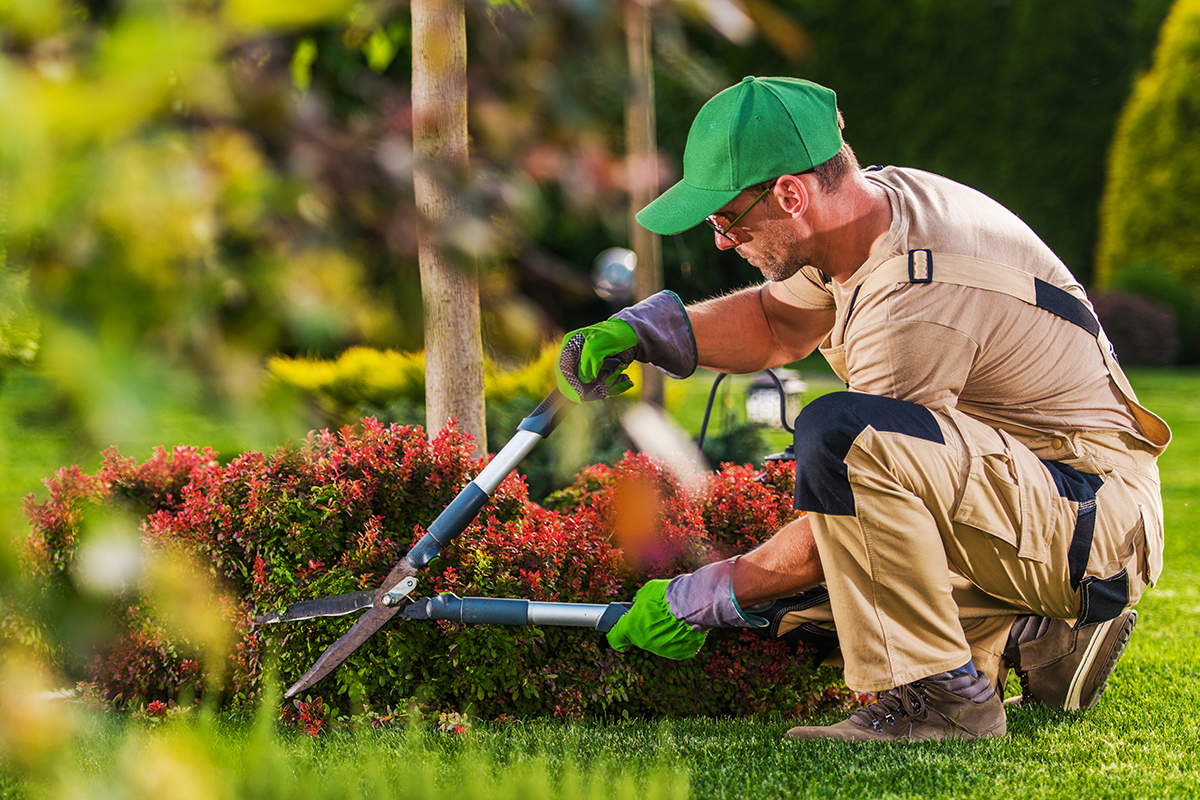 landscaping service